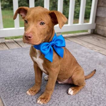 American Staffordshire Terrier Dogs Available for Adoption in Crosby, Texas - Chase | PetCurious