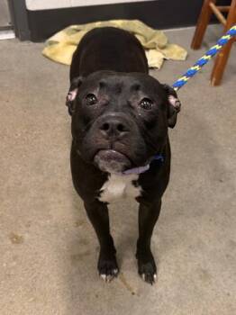 Oreo -  Pit Bull Terrier Dog for Adoption in Cleveland, Ohio - Oreo | PetCurious