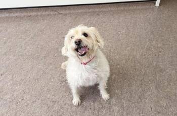 Terrier Dogs Available for Adoption - BAMA GIRL | PetCurious