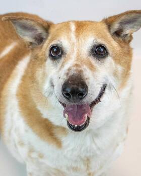 Rescue Corgi and Basset Hound Dogs for Adoption in Kennesaw, Georgia - Boo | PetCurious