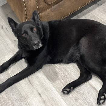 German Shepherd Dog Dogs Available for Adoption - Maverick *COURTESY POST* | PetCurious