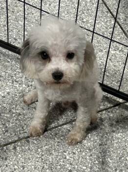 Poodle Dogs Available for Adoption in Antwerp, Ohio - Squirt.  4.2 Lbs  | PetCurious