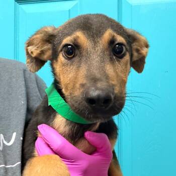 Luigi -  German Shepherd Dog and Mixed Breed Dog for Adoption in Columbus, Georgia - Luigi | PetCurious