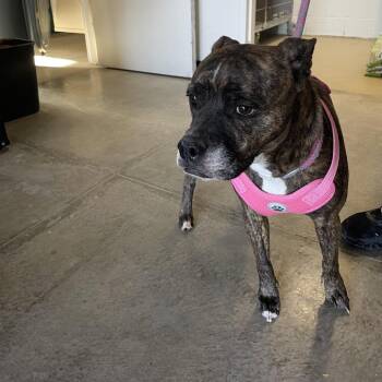 Boxer and Pit Bull Terrier Dogs Available for Adoption in Rexburg, Idaho - Athena | PetCurious