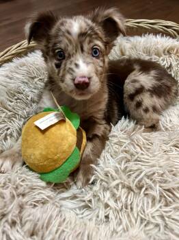 Australian Shepherd Dogs Available for Adoption in Spring Hill, Tennessee - Archie | PetCurious