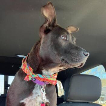 Pipsqueak -  Mixed Breed Dog Available for Adoption in Morristown, Vermont - Pipsqueak | PetCurious