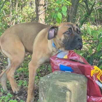 Mastiff Dogs Available for Adoption in Montgomery, Alabama - Diamond | PetCurious