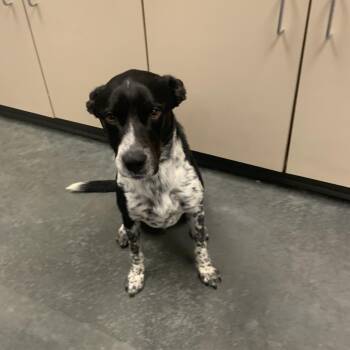 Remi -  Mixed Breed Dog for Adoption in Dickinson, Texas - Remi | PetCurious
