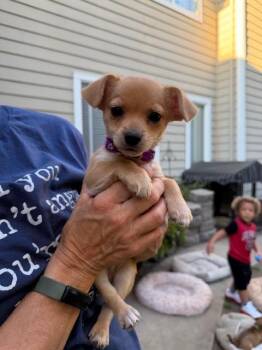 Chihuahua Dogs Available for Adoption - Bill | PetCurious