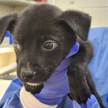 Mixed Breed Dogs Available for Adoption - Kelp | PetCurious