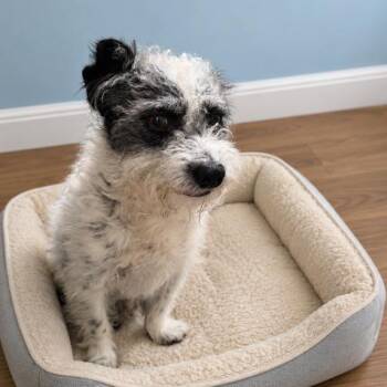 Bobby -  Terrier Dog for Adoption in Sonoma, California - Bobby | PetCurious