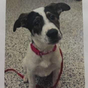 Salish -  Mixed Breed Dog for Adoption - Salish | PetCurious