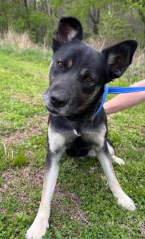 Shepherd Dogs Available for Adoption in Harrison, Arkansas - Grizzly | PetCurious