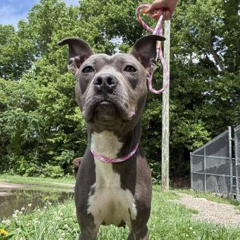 Mixed Breed Dogs Available for Adoption in Jeffersonville, Indiana - Effie | PetCurious