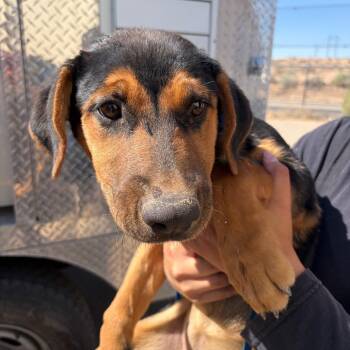 Pumpkin -  Black Labrador Retriever and Rottweiler Dog for Adoption in Bernalillo, New Mexico - Pumpkin | PetCurious