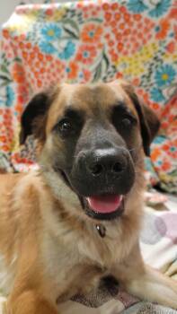 Basil -  Anatolian Shepherd Dog for Adoption in Coldwater, Michigan - Basil | PetCurious