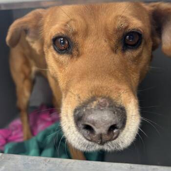 Shepherd and Mixed Breed Dogs Available for Adoption - Felicity | PetCurious