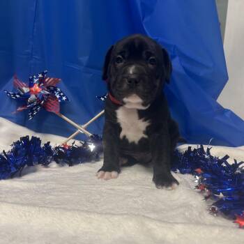 Mixed Breed Dogs Available for Adoption in Greenville, Pennsylvania - Hercules-Red | PetCurious