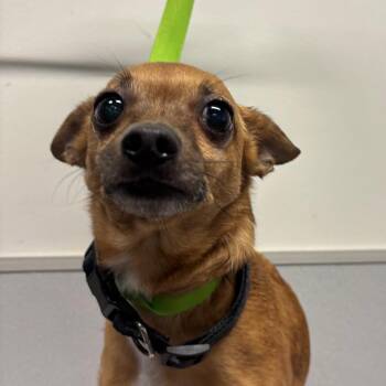 Romeo -  Chihuahua Dog for Adoption in Tampa, Florida - Romeo | PetCurious