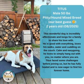 Rescue Pit Bull Terrier Dogs for Adoption in Clive, Alberta - Titus | PetCurious