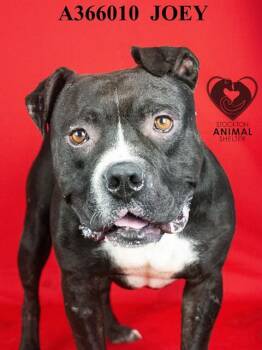 Rescue Pit Bull Terrier Dogs for Adoption in Stockton, California - JOEY | PetCurious