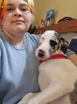 Rosie -  Great Dane Dog Available for Adoption in Greensboro, North Carolina - Rosie | PetCurious