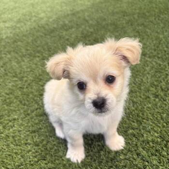 Yeti 1668 -  Terrier Dog for Adoption in Loxahatchee Groves, Florida - Yeti 1668 | PetCurious