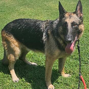 Jude (PKA Blu) -  German Shepherd Dog Dog for Adoption in Tulsa, Oklahoma - Jude (PKA Blu) | PetCurious