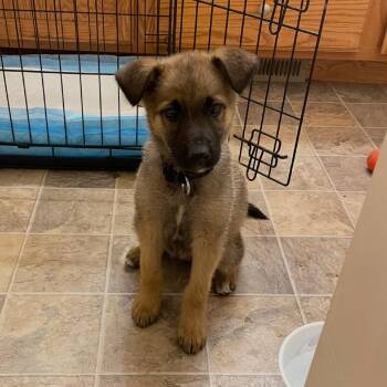 German Shepherd Dog and Mixed Breed Dogs Available for Adoption in Tacoma, Washington - Jade | PetCurious