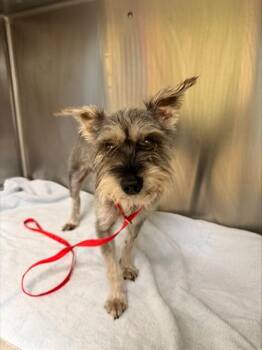 MAX -  Schnauzer Dog for Adoption in Fort Myers, Florida - MAX | PetCurious