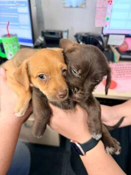 Chocolate Delight -  Dachshund and Terrier Dog for Adoption in Los Angeles, California - Chocolate Delight | PetCurious