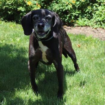 V30063 Beau -  Black Labrador Retriever Dog for Adoption in Port Washington, New York - V30063 Beau | PetCurious