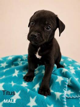 Titus -  Labrador Retriever Dog for Adoption in St. Augustine, Florida - Titus | PetCurious