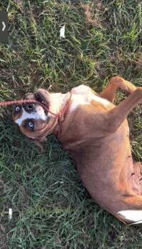 Boxer Dogs Available for Adoption in Sumter, South Carolina - Lulu | PetCurious