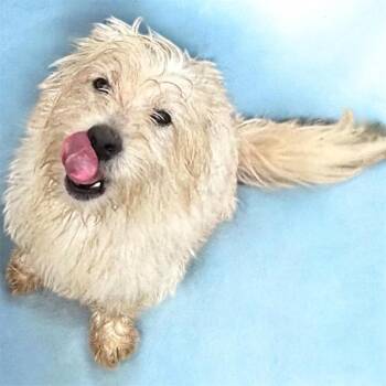 Havanese Dogs Available for Adoption in Brownstown, Indiana - Gene | PetCurious