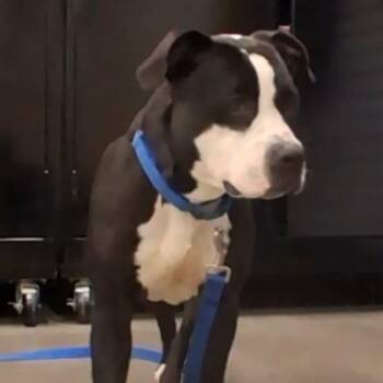 Oreo -  Mixed Breed Dog for Adoption in Voorhees Township, New Jersey - Oreo | PetCurious