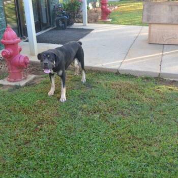 Clare -  Cane Corso Dog for Adoption in Jackson, Louisiana - Clare | PetCurious