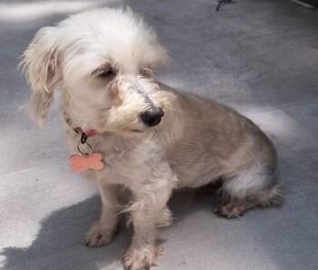 Bonnabelle -  Coton De Tulear Dog for Adoption in Kansas City, Missouri - Bonnabelle | PetCurious