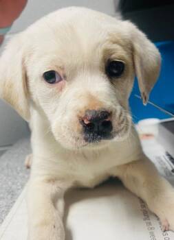Mixed Breed Dogs Available for Adoption - Jax Pup 3 | PetCurious