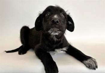 Terrier Dogs Available for Adoption in Brentwood, Missouri - EMBER | PetCurious