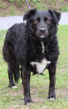 Spaniel Dogs Available for Adoption in Prattville, Alabama - Ellie 35345 | PetCurious