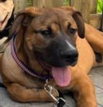 Great Dane and Siberian Husky Dogs Available for Adoption in Vaughan, Ontario - TIMMY | PetCurious