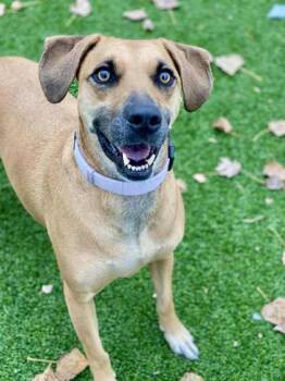 Rescue Mixed Breed Dogs for Adoption in Munster, Indiana - Harlem | PetCurious