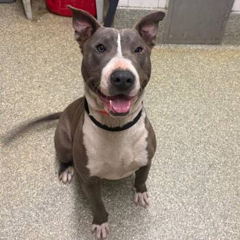Serafina* -  Pit Bull Terrier Dog for Adoption in San Gabriel, California - Serafina* | PetCurious