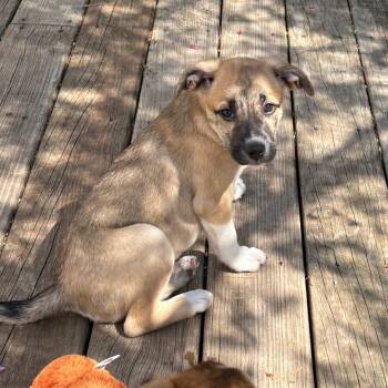 Plott Hound and Mixed Breed Dogs Available for Adoption in Ferndale, Michigan - Wilder | PetCurious