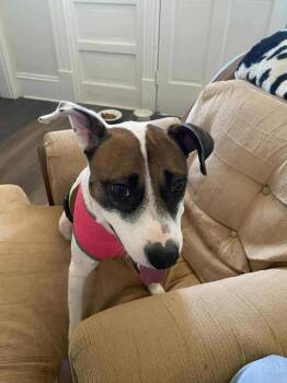 Jack Russell Terrier Dogs Available for Adoption - Mona Lisa | PetCurious