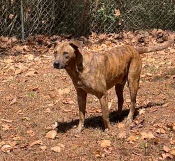 Tigger -  Plott Hound and Chow Chow Dog for Adoption in Mena, Arkansas - Tigger | PetCurious