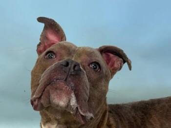 Maury -  Pit Bull Terrier and Mixed Breed Dog for Adoption in Woodbury, Minnesota - Maury | PetCurious
