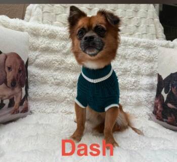 Chihuahua and Mixed Breed Dogs Available for Adoption in Houston, Texas - Dash | PetCurious
