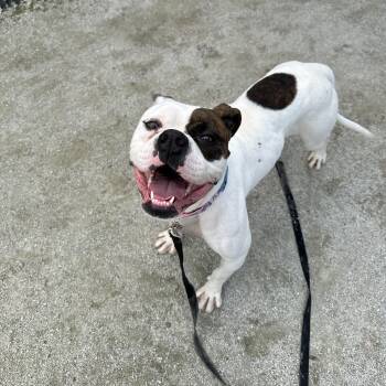 Rescue Boxer Dogs for Adoption in Philadelphia, Pennsylvania - Oggie | PetCurious